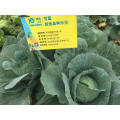 Flat green fresh vegetable hybrid f1 chinese cabbage  seeds